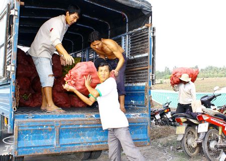 Đầu Xuân- Trúng mùa khoai lang tím