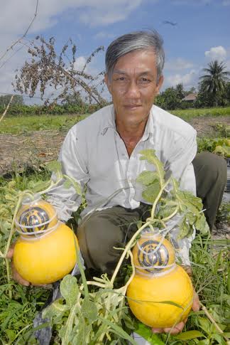 Nếu như bưởi hồ lô “cháy” hàng thì dưa hấu hồ lô của nông dân miền Tây bị thất thu trầm trọng