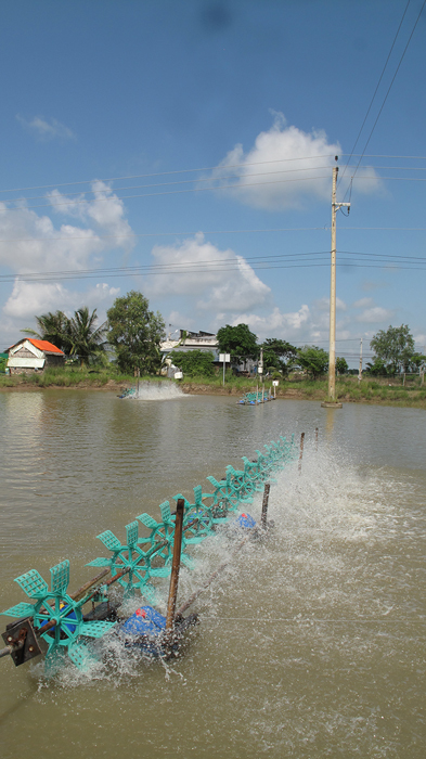 Nhà điện tiếp sức nhà nông nuôi tôm - Ảnh 1.