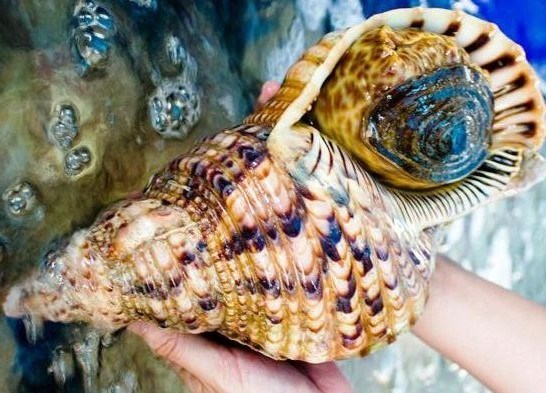 Cận cảnh ốc đại gia tiền triệu/con hút khách nhà giàu - Ảnh 1. Cận cảnh ốc đại gia tiền triệu/con hút khách nhà giàu - Ảnh 1.