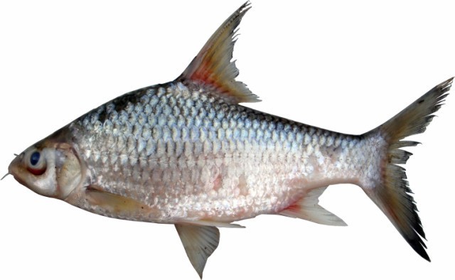 Cá duồng bay, đặc sản Đồng Nai là sinh vật thế nào? - Ảnh 1. Cá duồng bay, đặc sản Đồng Nai là sinh vật thế nào? - Ảnh 1.