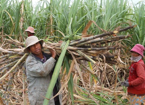 Người Chăm, Raglai làm cánh đồng lớn - Ảnh 1.