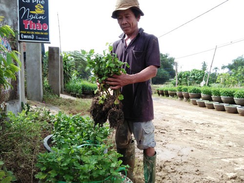 Hoa Tết điêu tàn sau bão lũ - Ảnh 1.