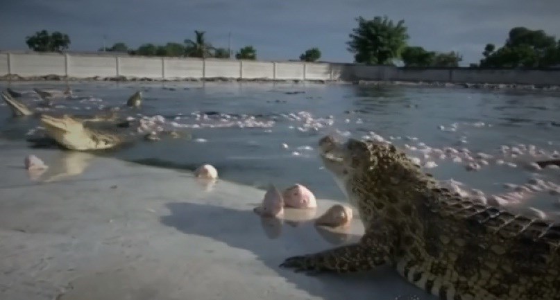 Vì sao thịt cá sấu “cháy hàng” ở Thái Lan? - Ảnh 13. Vì sao thịt cá sấu “cháy hàng” ở Thái Lan? - Ảnh 13.