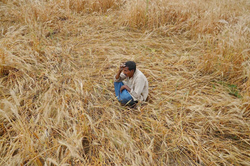 Ấn Độ: Trời nóng, nông dân tự tử nhiều hơn? - Ảnh 1.