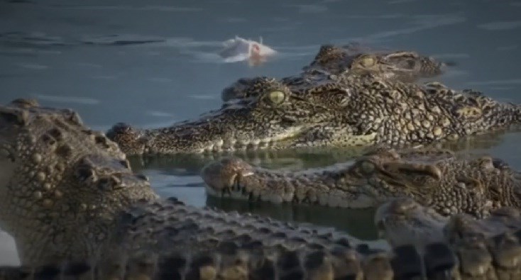 Vì sao thịt cá sấu “cháy hàng” ở Thái Lan? - Ảnh 2. Vì sao thịt cá sấu “cháy hàng” ở Thái Lan? - Ảnh 2.