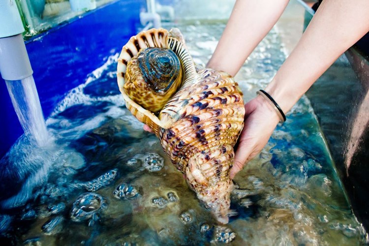 Cận cảnh ốc đại gia tiền triệu/con hút khách nhà giàu - Ảnh 2. Cận cảnh ốc đại gia tiền triệu/con hút khách nhà giàu - Ảnh 2.