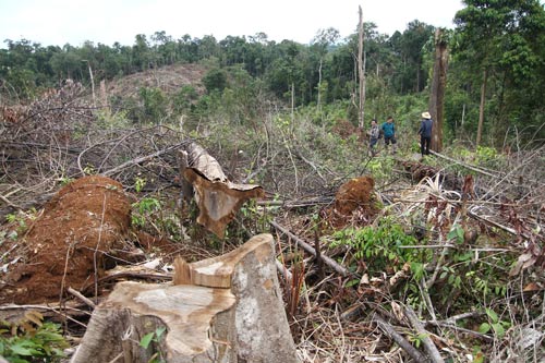 Khởi tố vụ án phá gần 7 ha rừng ở Lâm Đồng - Ảnh 1.