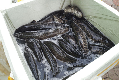 Cá Trung Quốc ngậm hóa chất kích thích bán tại Việt Nam - Ảnh 1.