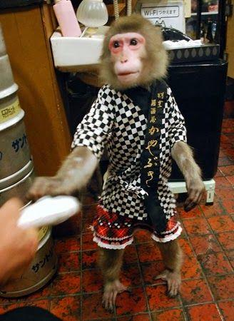 Quán bar Nhật Bản gây sốc với bồi bàn là khỉ - Ảnh 3.