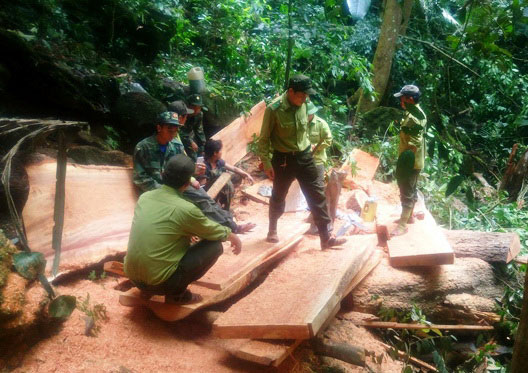 Hiện trường vụ phá rừng Phong Nha - Kẻ Bàng. (Ảnh do Vườn Quốc gia Phong Nha - Kẻ Bàng cung cấp)