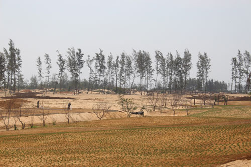
Cả cánh rừng phòng hộ bị phá nát, chỉ còn lại lơ thơ vài cây dương ở dự án Khu Du lịch liên hợp cao cấp New City Việt Nam
