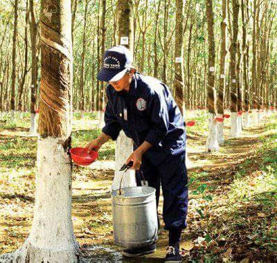 Thay máu DNNN phải làm từ gốc - Ảnh 1.