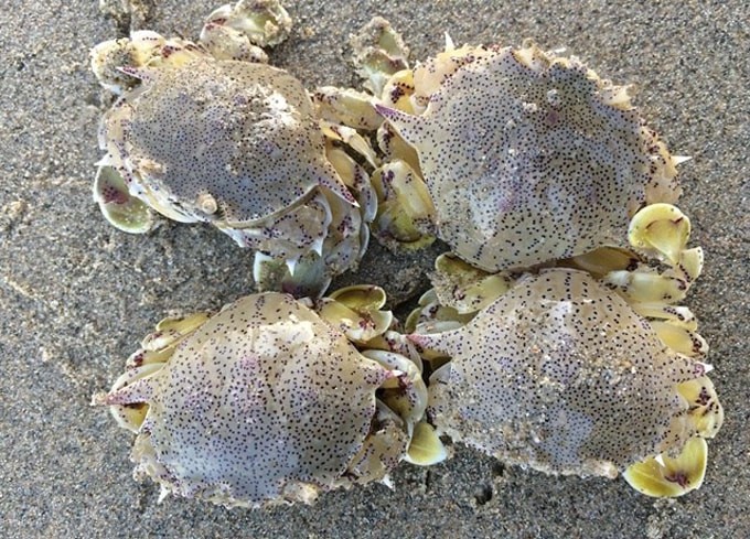 Khám phá kỳ thú về con cúm núm, đặc sản Cần Giờ - Ảnh 4.