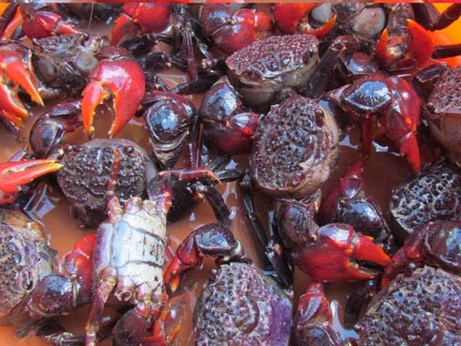 Điều ít người biết về con ba khía nổi tiếng của Cà Mau - Ảnh 7.