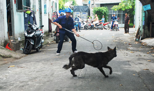 Bắt chó thả rông: Cần thiết! - Ảnh 1.