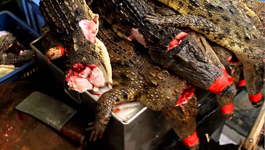 Vì sao thịt cá sấu “cháy hàng” ở Thái Lan? - Ảnh 8. Vì sao thịt cá sấu “cháy hàng” ở Thái Lan? - Ảnh 8.