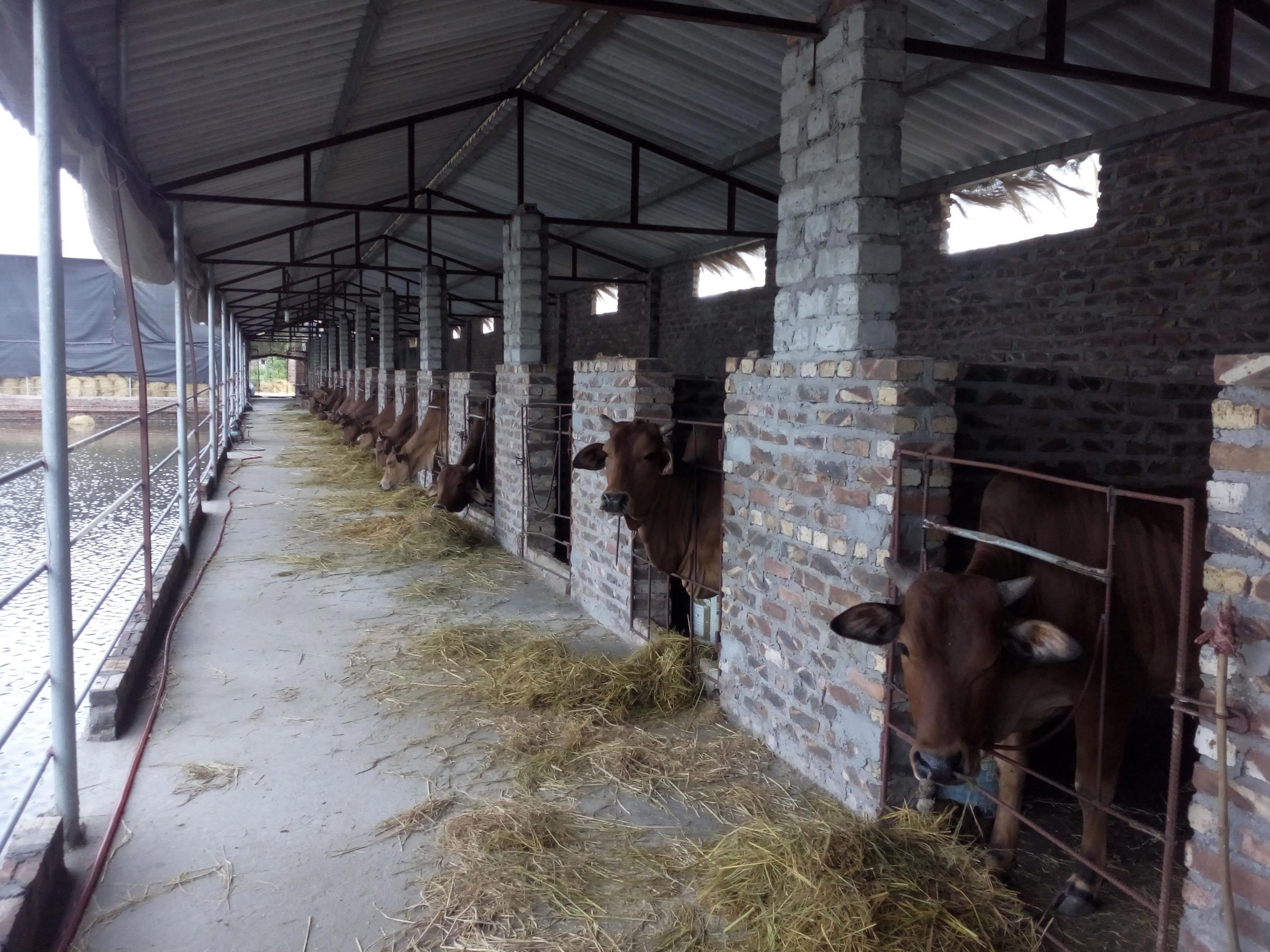 Tự tin tr&ecirc;n đồng qu&ecirc; (*): Biến rơm th&agrave;nh tiền - Ảnh 2.