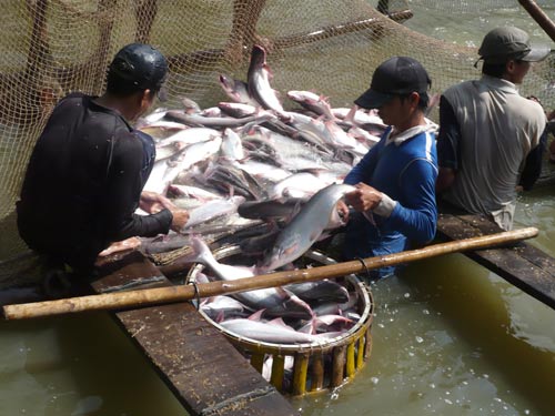 Cần quy hoạch lại diện tích nuôi cá tra