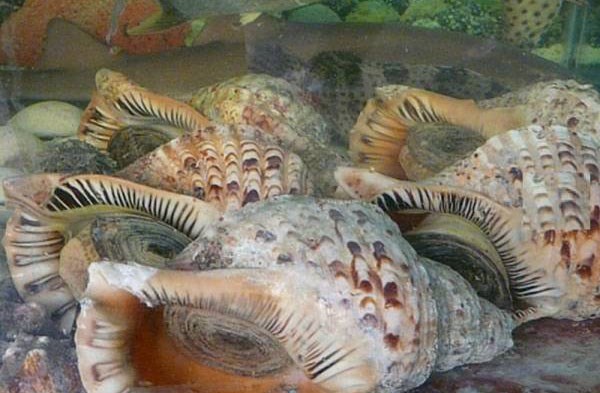 Cận cảnh ốc đại gia tiền triệu/con hút khách nhà giàu - Ảnh 9. Cận cảnh ốc đại gia tiền triệu/con hút khách nhà giàu - Ảnh 9.