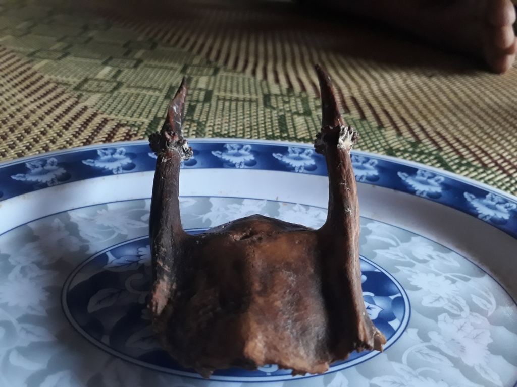 Chiếc sừng tr&ocirc;ng nhỏ nhắn, đẹp mắt