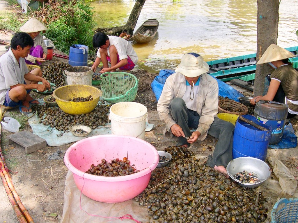 Điểm mặt 5 loài sinh vật ngoại lai gây mối nguy cao - Ảnh 4.