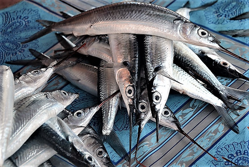 Lỡ mê con cá lìm kìm… - Ảnh 2.