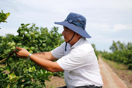 Đưa chanh Việt lên ngôi - Ảnh 1.