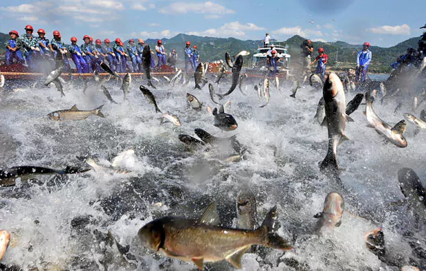 Sự thật kinh hoàng của lợn, cá, tôm... từ Trung Quốc - Ảnh 1. Sự thật kinh hoàng của lợn, cá, tôm... từ Trung Quốc - Ảnh 1.