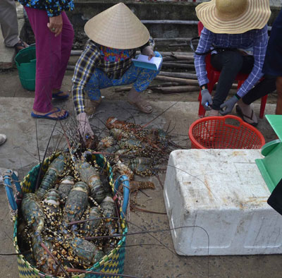 Điêu đứng vì tôm chết hàng loạt - Ảnh 1.