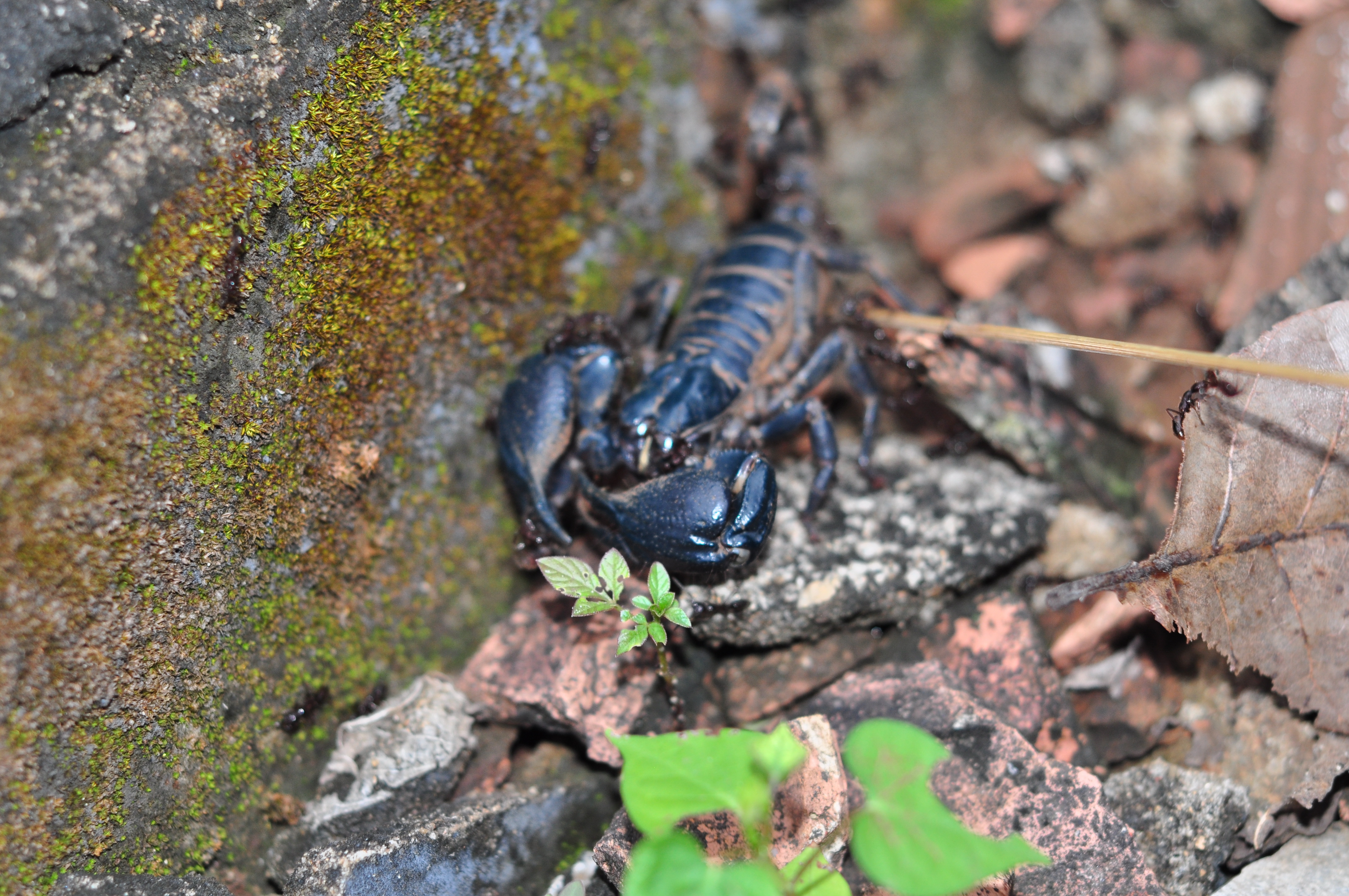 Cận cảnh nghề d&ugrave;ng kiến b&ugrave; nhọt săn b&ograve; cạp - Ảnh 7.