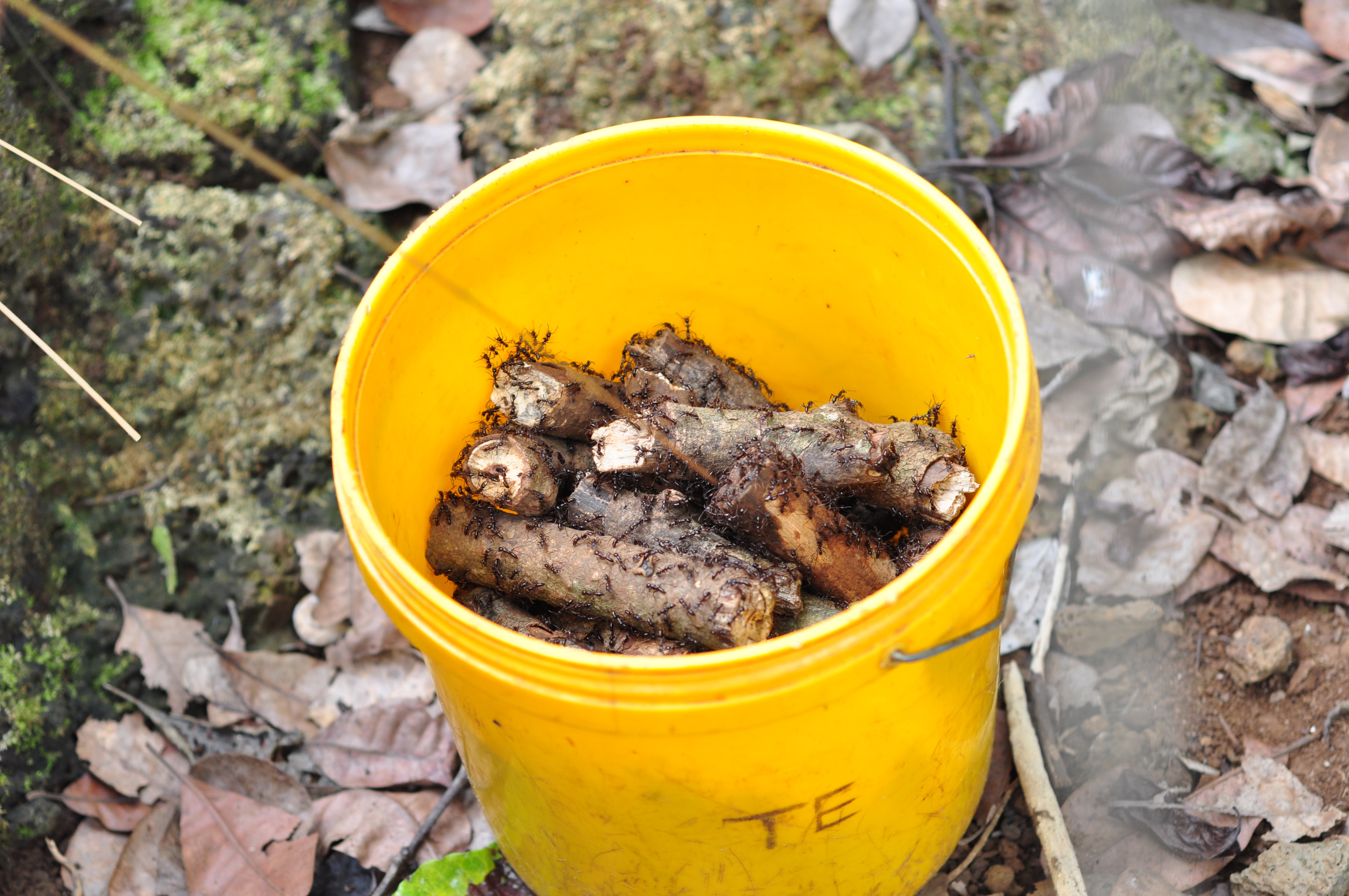 Cận cảnh nghề d&ugrave;ng kiến b&ugrave; nhọt săn b&ograve; cạp - Ảnh 5.