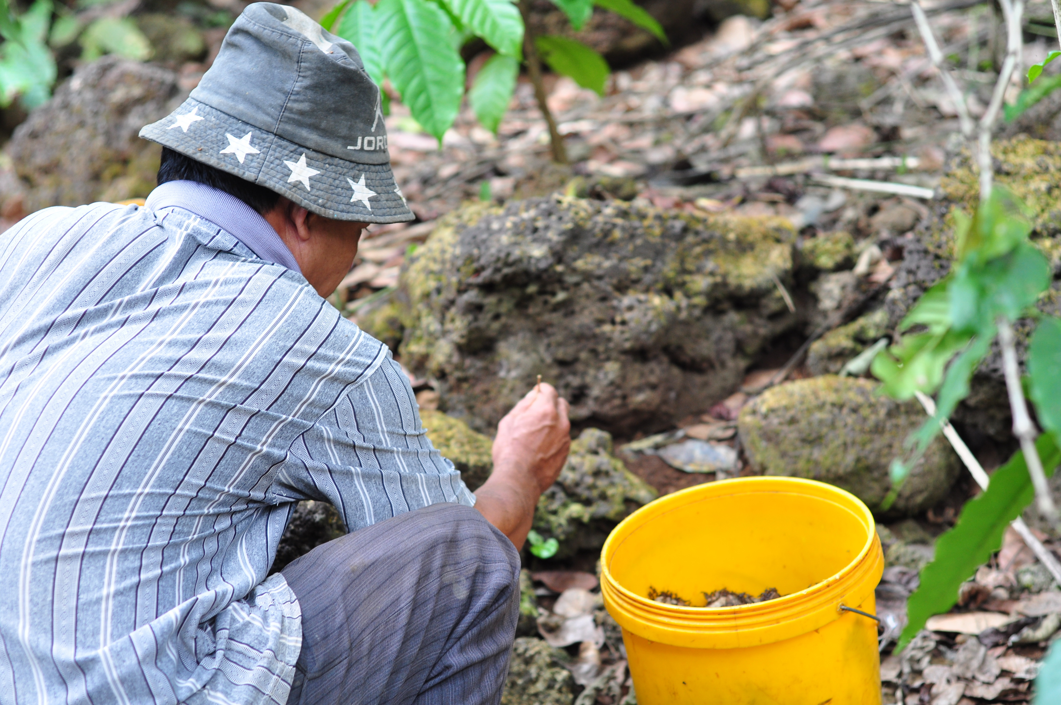 Cận cảnh nghề d&ugrave;ng kiến b&ugrave; nhọt săn b&ograve; cạp - Ảnh 6.