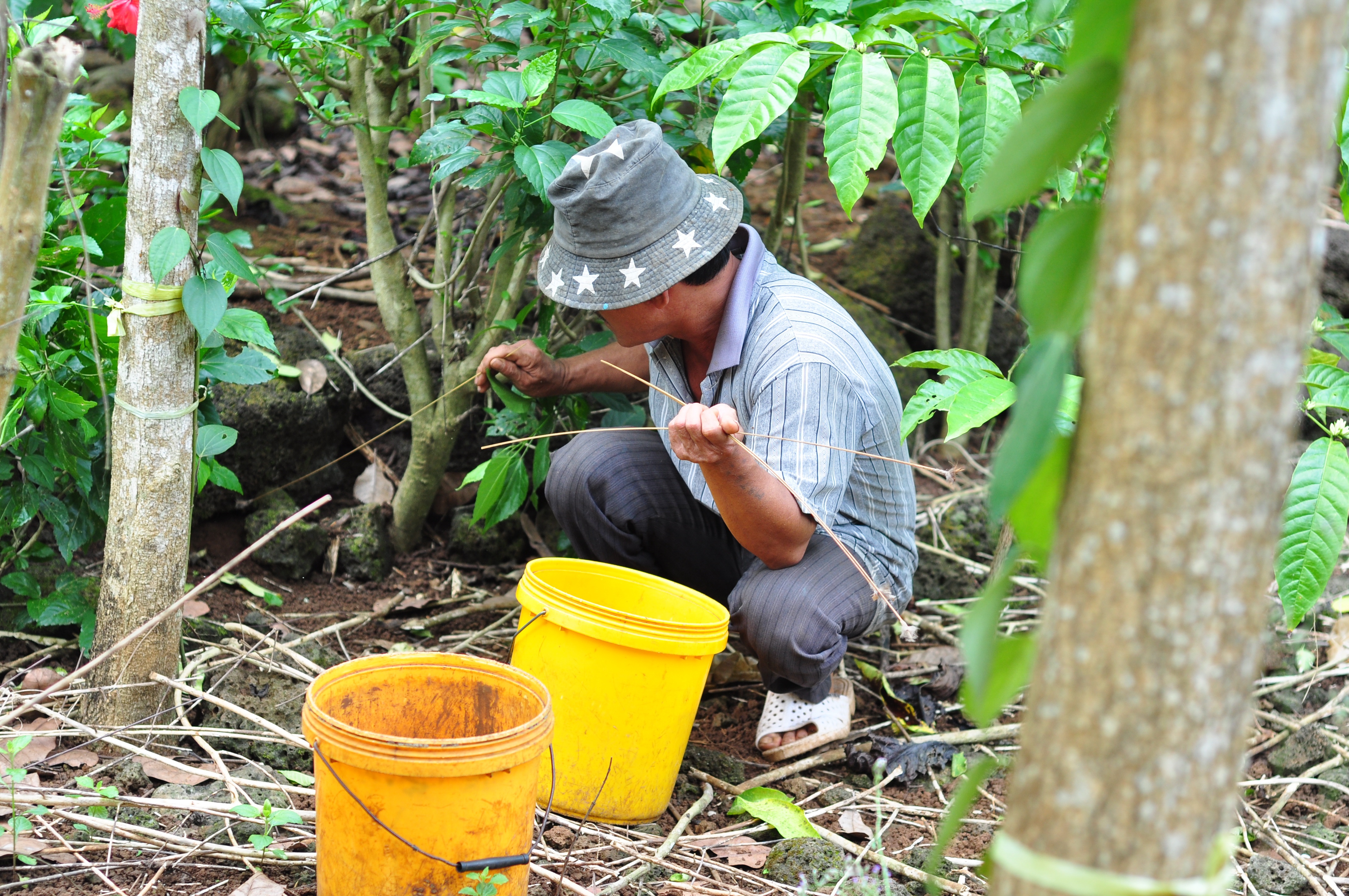 Cận cảnh nghề d&ugrave;ng kiến b&ugrave; nhọt săn b&ograve; cạp - Ảnh 3.