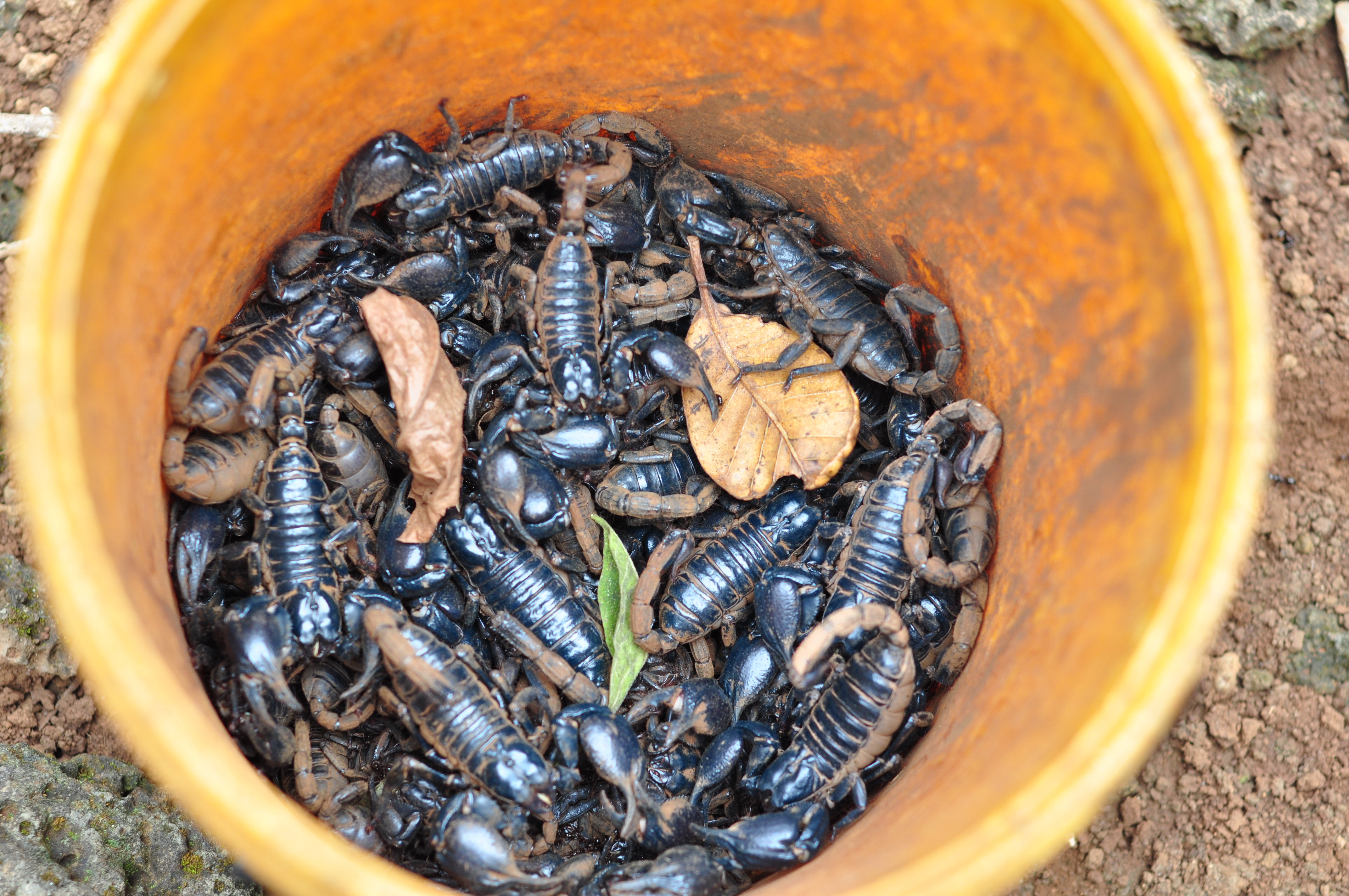 Cận cảnh nghề d&ugrave;ng kiến b&ugrave; nhọt săn b&ograve; cạp - Ảnh 8.