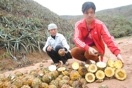 
Hàng trăm tấn dứa tại Bản Lầu (Mường Khương - Lào Cai) bị thối nhũn không phải do sâu bệnh. Ảnh: Lao Động
