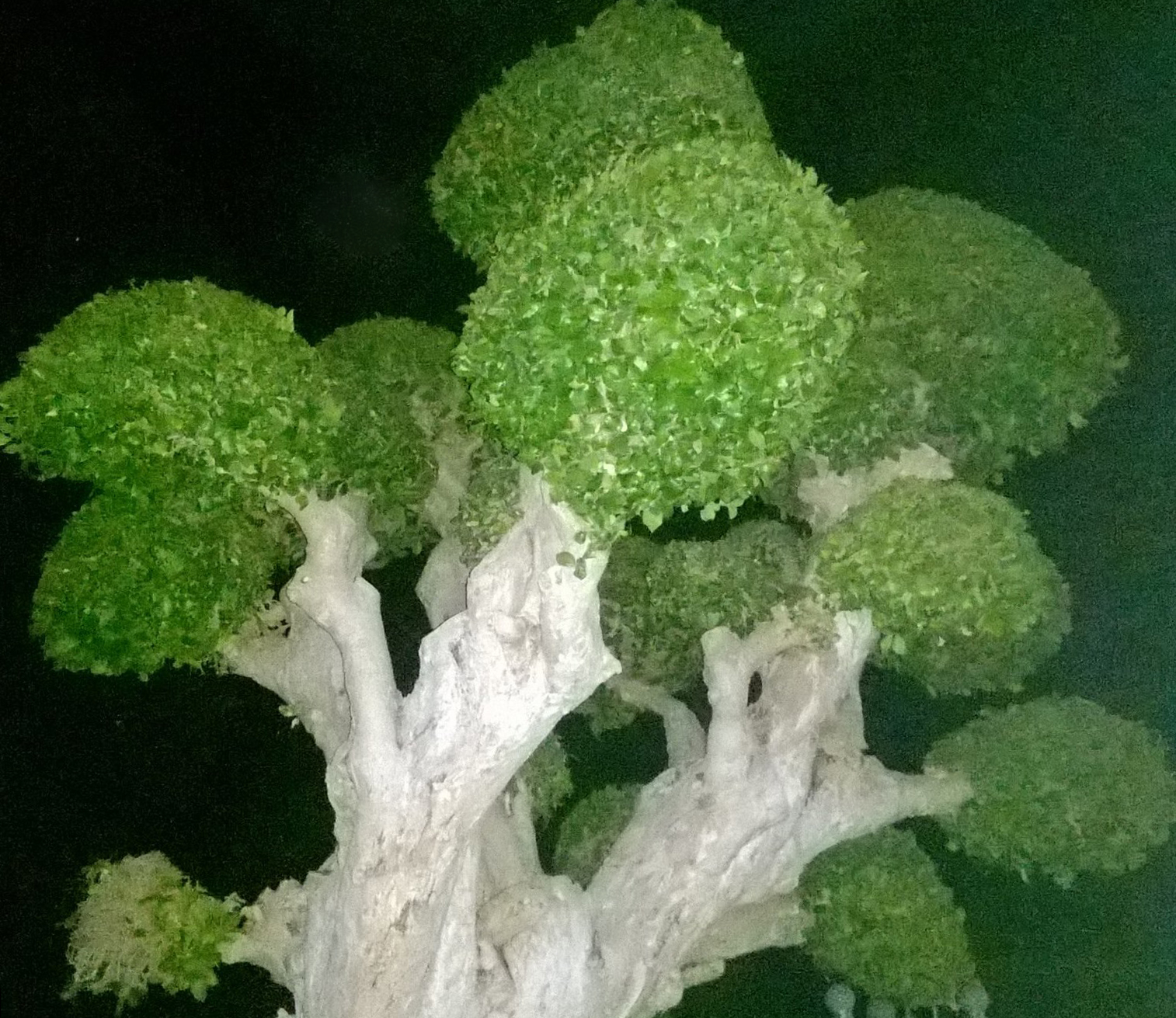 Duối cây trồng để làm cảnh