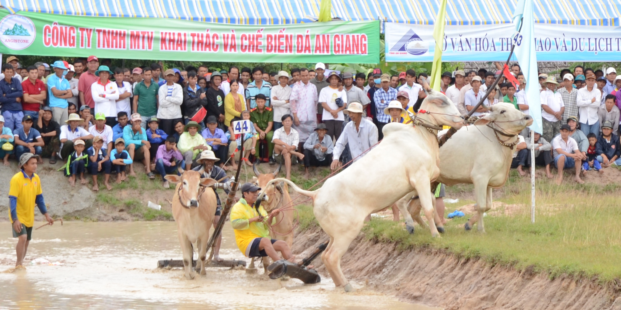 Lý do khiến cả rừng người đến xem đua bò Bảy Núi - Ảnh 7.