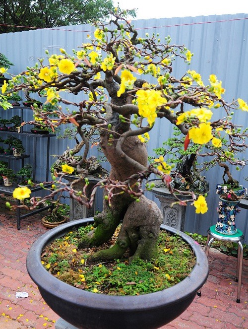 Gợi ý những chậu bonsai hoa siêu đẹp chơi Tết 2018 - Ảnh 10.