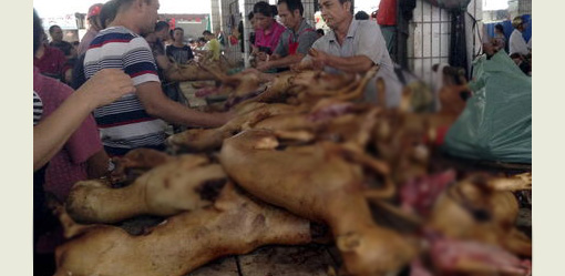 Lễ hội thịt chó Trung Quốc bất ngờ được tổ chức - Ảnh 1.