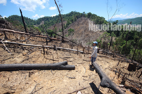 Thủ tướng yêu cầu điều tra vụ phá rừng ở Quảng Nam - Ảnh 1.