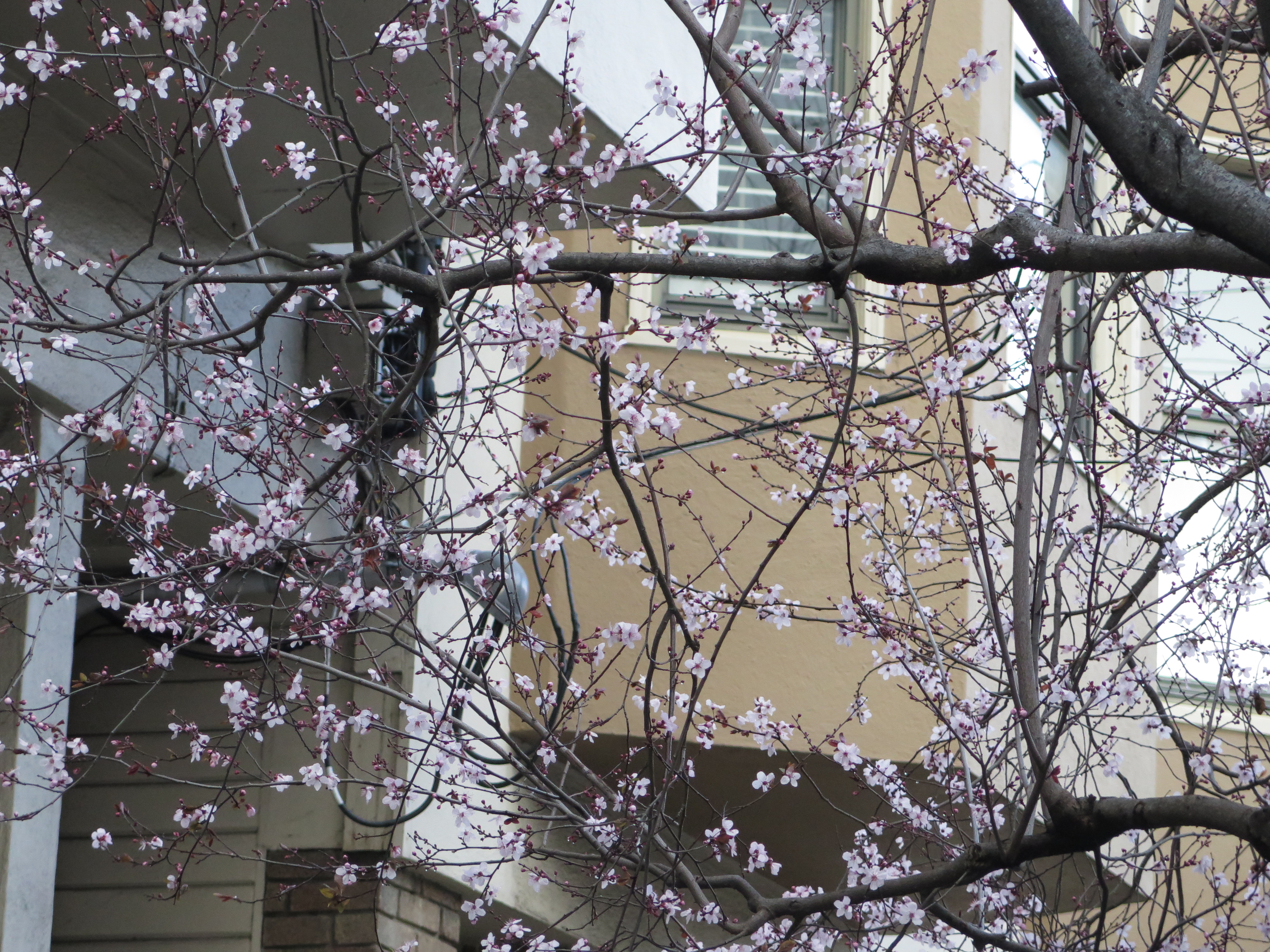 Cận cảnh hoa đào trên đường Lombard