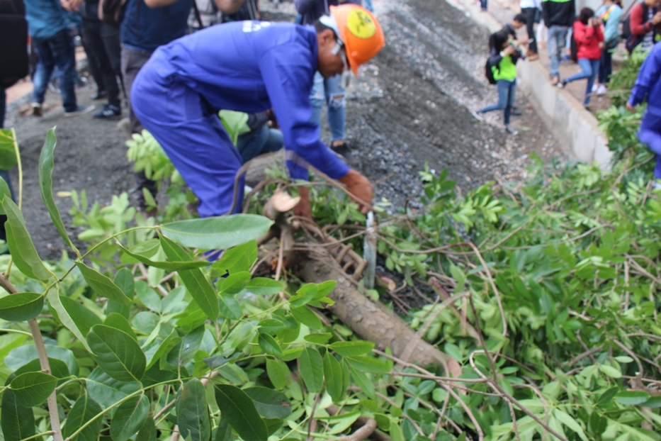 Bắt đầu chặt hạ gần 1.300 cây xanh trên đường Phạm Văn Đồng - Ảnh 3.
