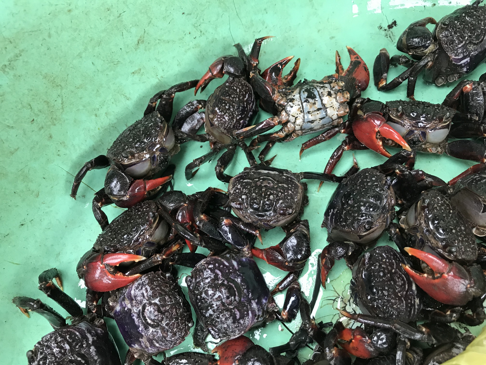 Nhà có con chằm dằm rồi, không cần chù ụ nữa. - Ảnh 1. Nhà có con chằm dằm rồi, không cần chù ụ nữa. - Ảnh 1.