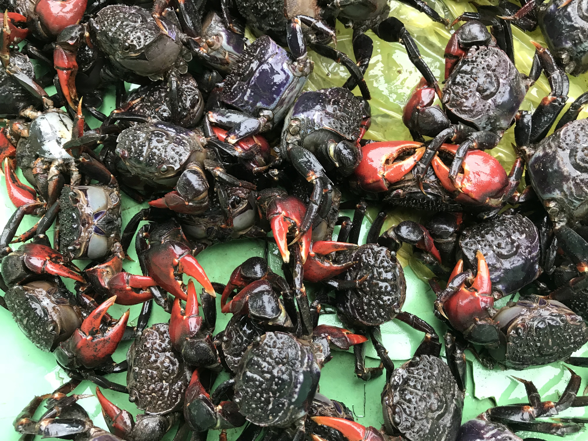 Nhà có con chằm dằm rồi, không cần chù ụ nữa. - Ảnh 3. Nhà có con chằm dằm rồi, không cần chù ụ nữa. - Ảnh 3.