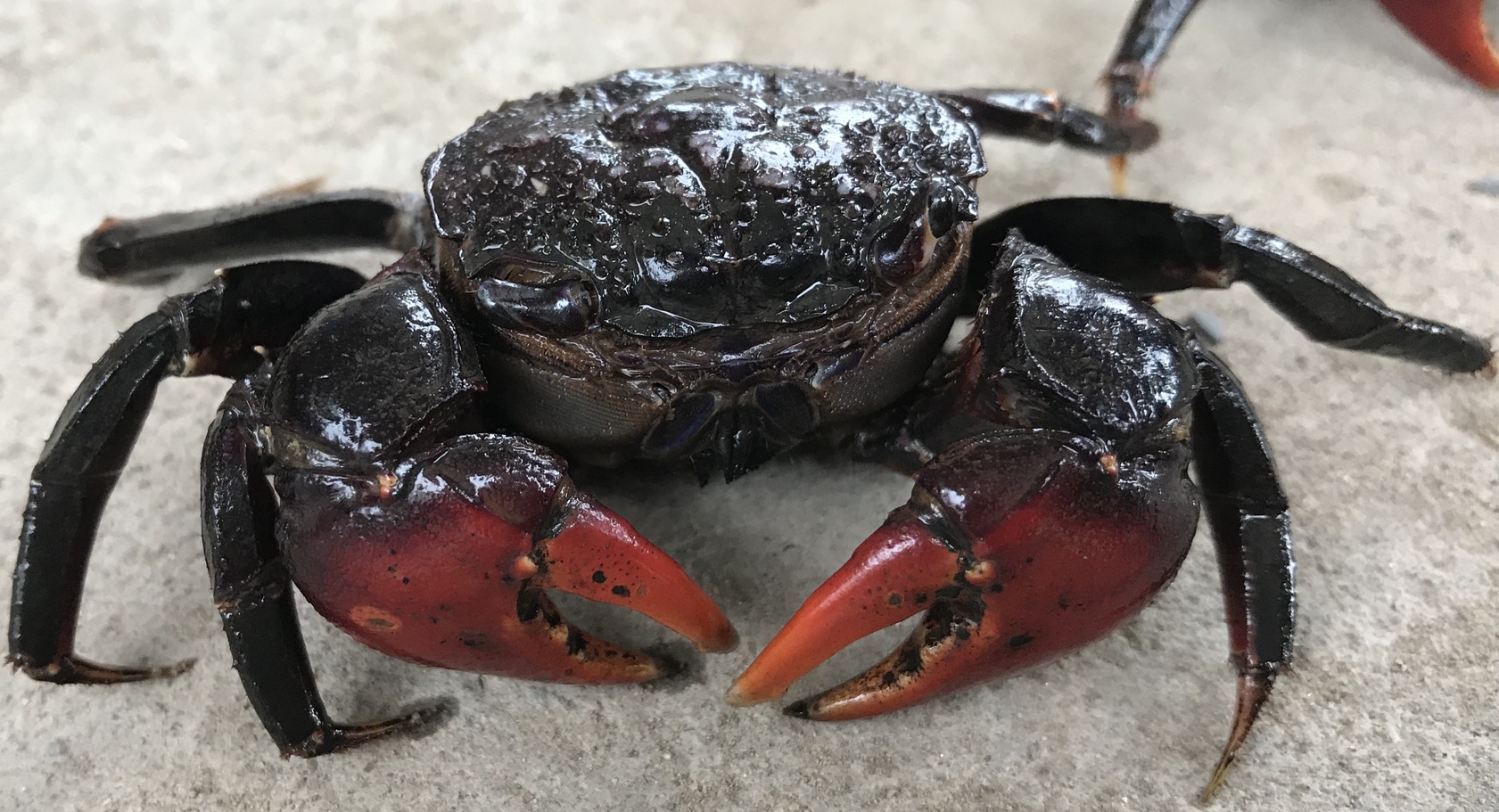 Nhà có con chằm dằm rồi, không cần chù ụ nữa. - Ảnh 4. Nhà có con chằm dằm rồi, không cần chù ụ nữa. - Ảnh 4.