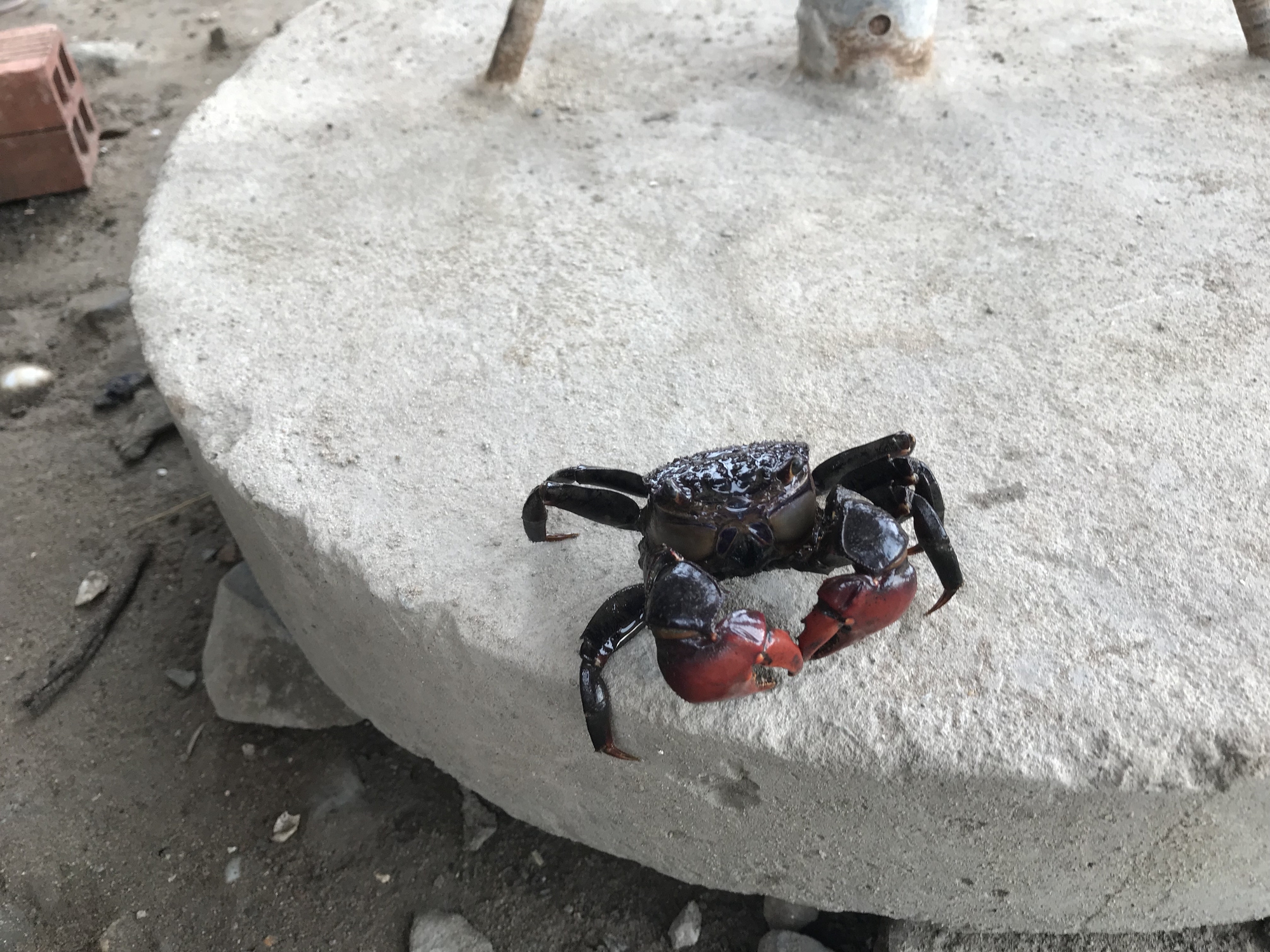 Nhà có con chằm dằm rồi, không cần chù ụ nữa. - Ảnh 5. Nhà có con chằm dằm rồi, không cần chù ụ nữa. - Ảnh 5.