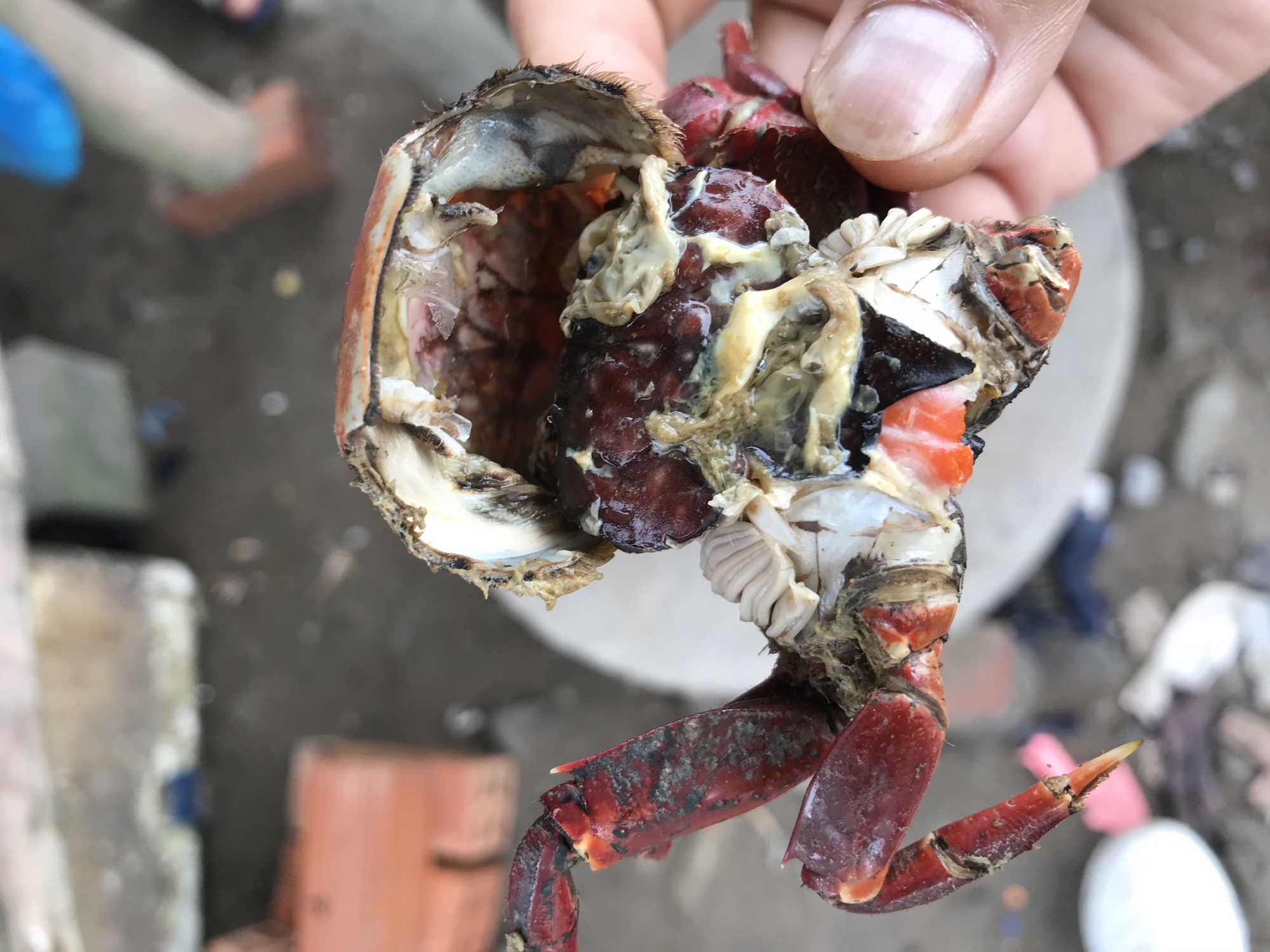 Nhà có con chằm dằm rồi, không cần chù ụ nữa. - Ảnh 9. Nhà có con chằm dằm rồi, không cần chù ụ nữa. - Ảnh 9.