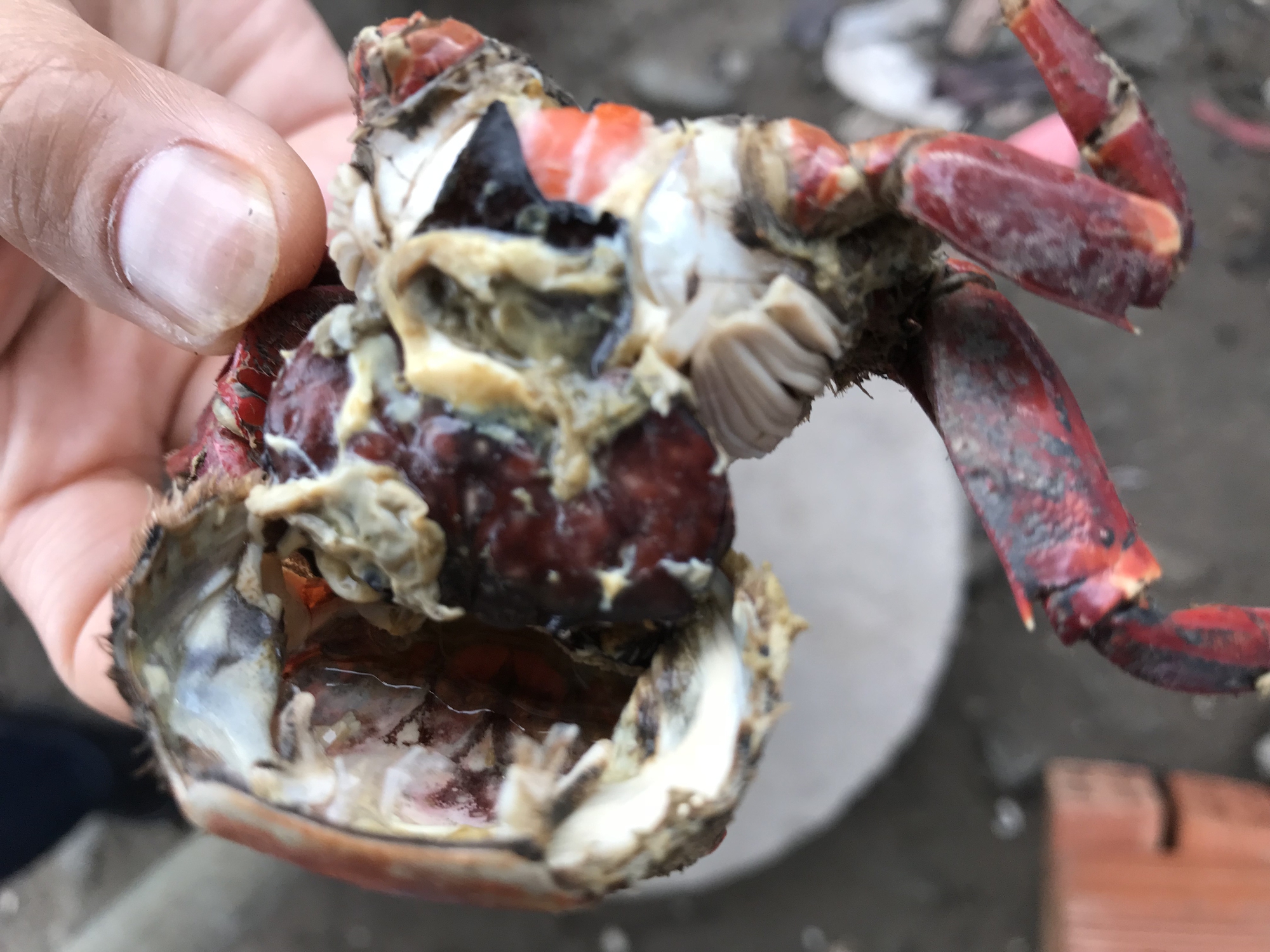 Nhà có con chằm dằm rồi, không cần chù ụ nữa. - Ảnh 10. Nhà có con chằm dằm rồi, không cần chù ụ nữa. - Ảnh 10.