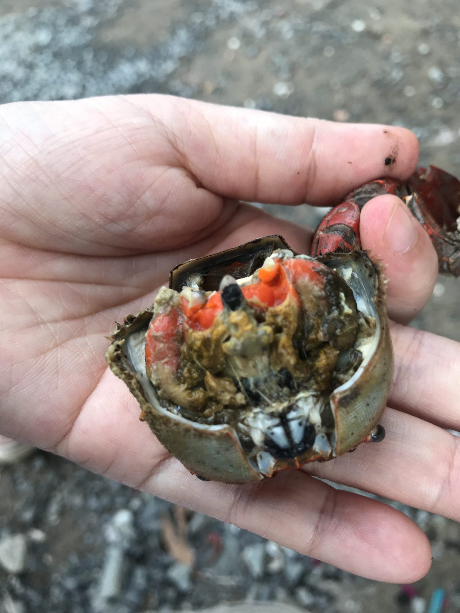 Nhà có con chằm dằm rồi, không cần chù ụ nữa. - Ảnh 8. Nhà có con chằm dằm rồi, không cần chù ụ nữa. - Ảnh 8.